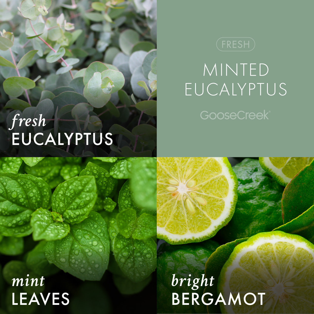 Minted Eucalyptus 7oz Single Wick Candle